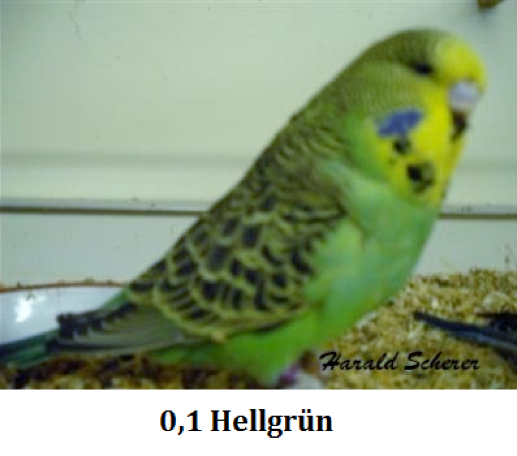 2009 B 007.png